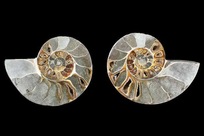 Cut & Polished Ammonite (Anapuzosia?) Pair - Madagascar #88015